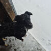 lillyisadog5674